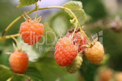 Gelbe Himbeeren am Strauch