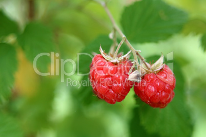 Rote Himbeeren am Strauch