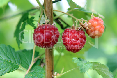 Rote Himbeeren am Strauch