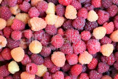 Erntefrische Himbeeren