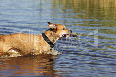 American pit bull runs on water with a stick in his mouth