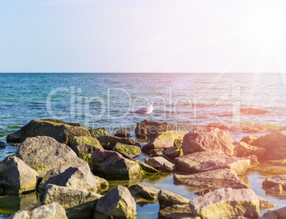 white gull sits on rocks in the Black Sea water