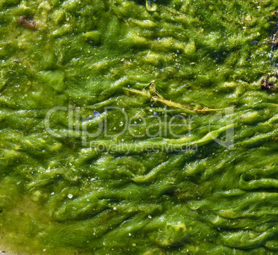 green seaweed on the shore, top view
