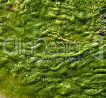 green seaweed on the shore, top view
