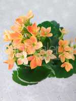 Kalanchoe blossfeldiana orange color blossoms with green leaves on white background.