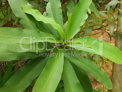 Euphorbia milii, crown of thorns, tropical ornamental plant.