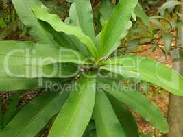 Euphorbia milii, crown of thorns, tropical ornamental plant.