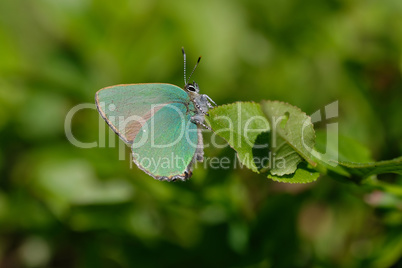 Brombeer-Zipfelfalter - Callophrys rubi