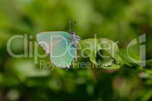 Brombeer-Zipfelfalter - Callophrys rubi