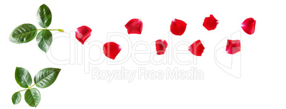 Flowers composition. Petals of a red rose isolated on white back