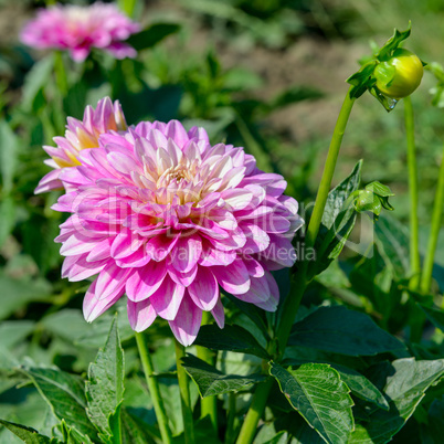 Dahlia on background of flowerbeds. Focus on flower.