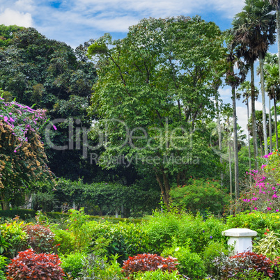 Tropical park with beautiful trees and flowers.
