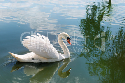 A beautiful white swan on the lake.