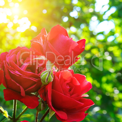 Beautiful roses in garden adn sun.