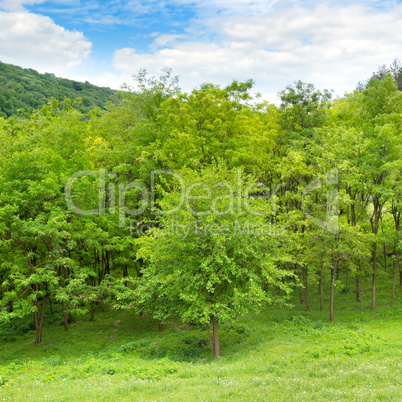 Forest in spring with green trees and bright day.