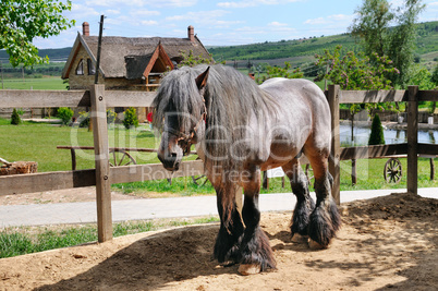beautiful Irish horse in an aviary on a ranch.