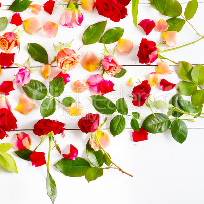 Red roses isolated on white background. Flat lay, top view.