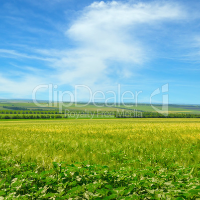 Wheat field and blue sky with light clouds.