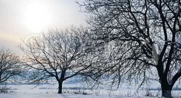 Winter landscape. Sunrise . Fields and trees in the snow. Wide p