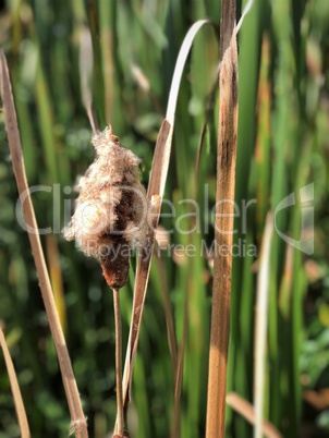 Typha domingensis