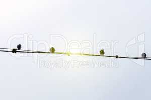 Vögel auf einer Stromleitung