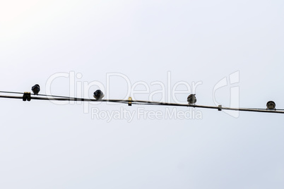 Birds on a power line