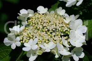 Eichblatt-Hortensie - Hydrangea quercifolia