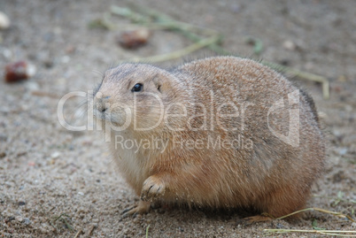 Schwarzschwanz-Präriehund, Cynomys ludovicianus