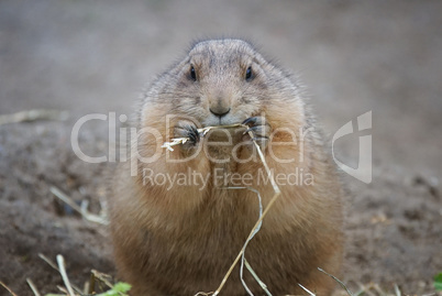 Schwarzschwanz-Präriehund, Cynomys ludovicianus