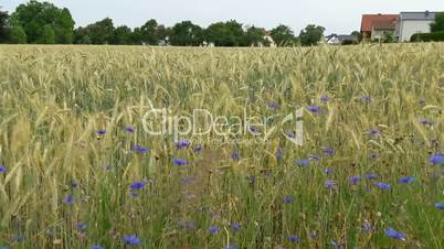 Blaue Blumen auf einem Weizenfeld