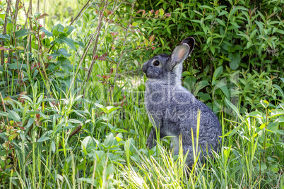 gray rabbit