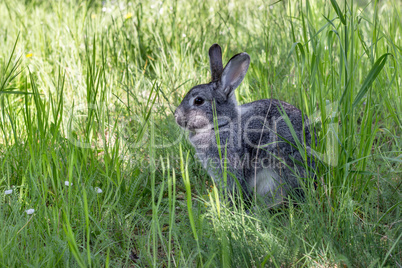 gray rabbit