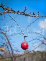 One red plum