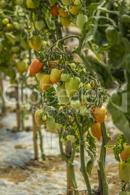 Colorful Tomatoes