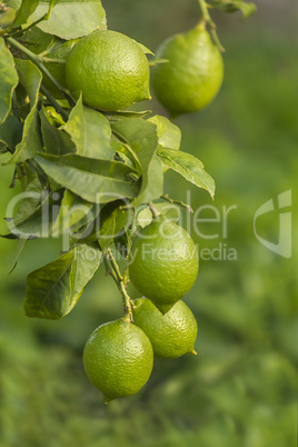 Green lemon Branche