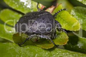 Closeup of a wet black beetle on green leaves