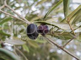 Black red olives