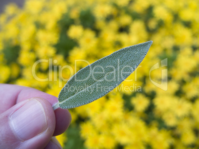 Sage leaf