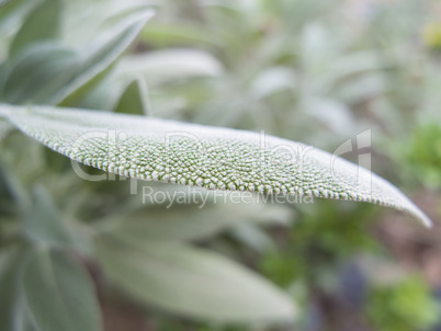 Sage macro leaf