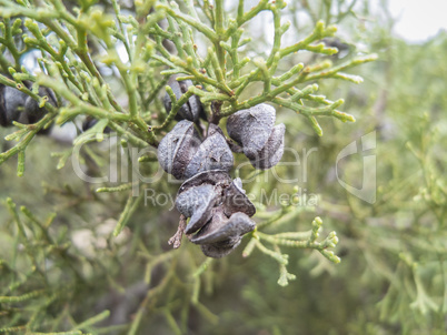 Arar Tree