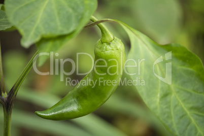 Green pepper on its branch