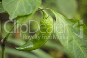 Green pepper on its branch