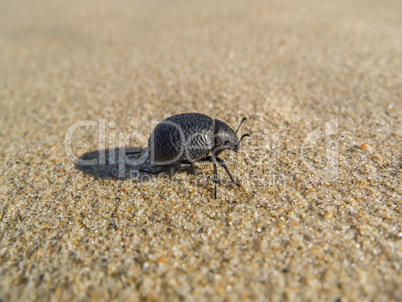 black beetle on sand