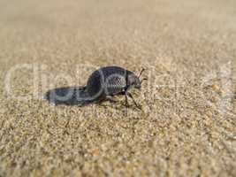 black beetle on sand
