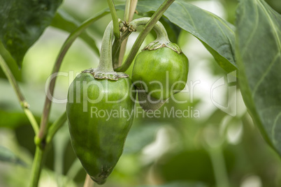 two green pepper on its branch