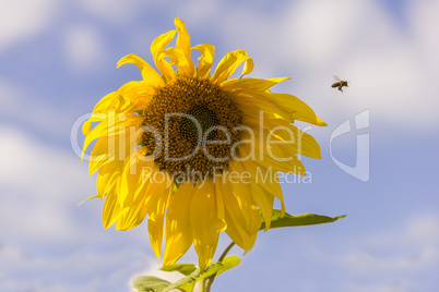 bee and sunflower