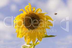 bee and sunflower