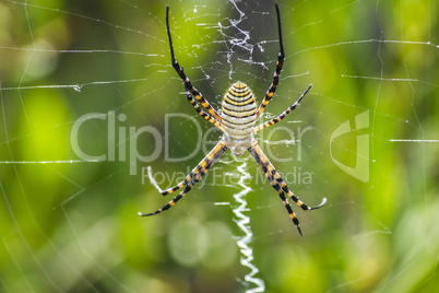 Macro argiope Spider