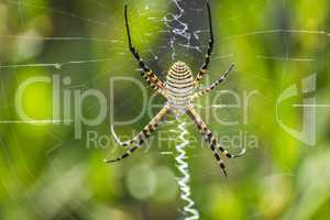 Macro argiope Spider