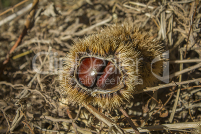 Colorful chestnut on the ground